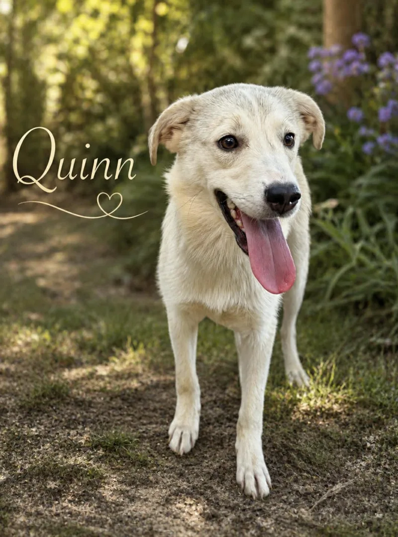 Quinn thumbnail 5