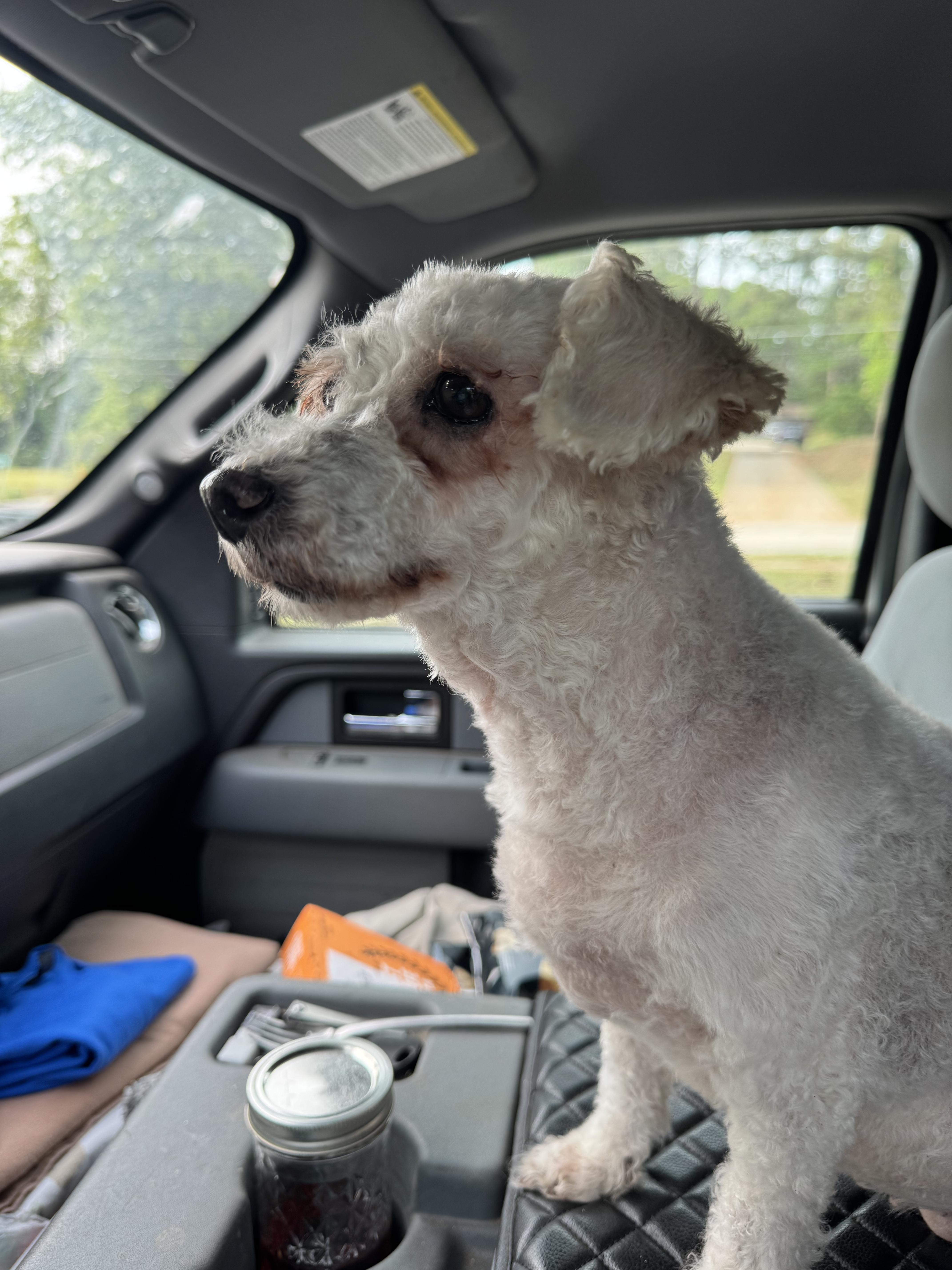 A senior small-sized female White / Cream Poodle dog named Simone for adoption in Cumming, GA