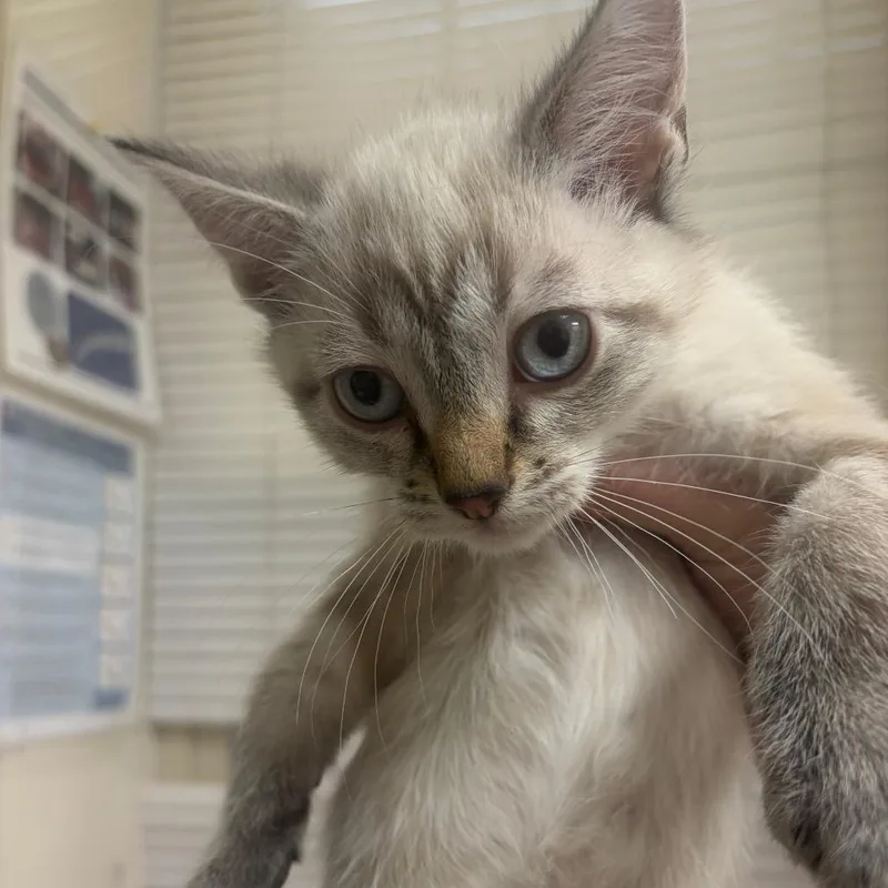 A baby small-sized male Siamese cat named Lonnie for adoption in Pekin, IL