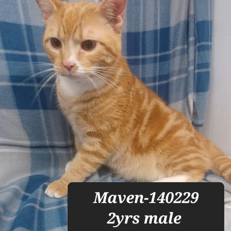 Maven