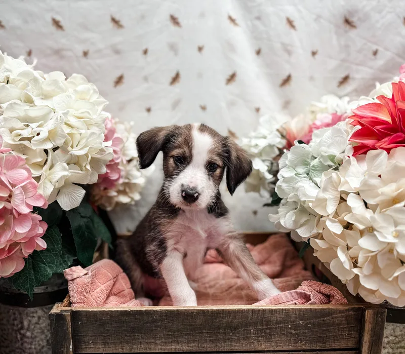A baby medium-sized male Bicolor Terrier dog named Hubbard Squash for adoption in Newberg, OR