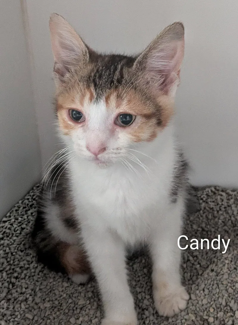 Candy