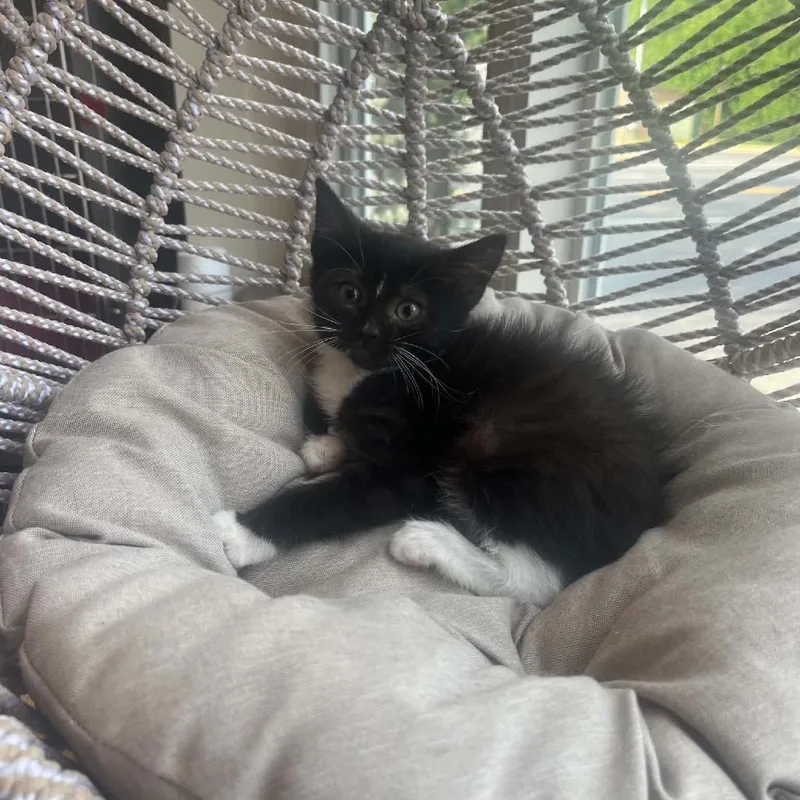 A baby small-sized female Black Domestic Short Hair cat named Brooklyn for adoption in Pasadena , MD