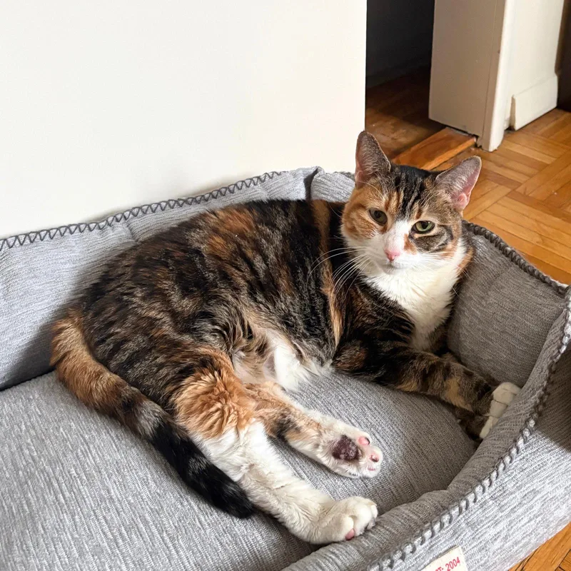 An adult medium-sized female Domestic Short Hair cat named Setty Lee for adoption in Brooklyn, NY