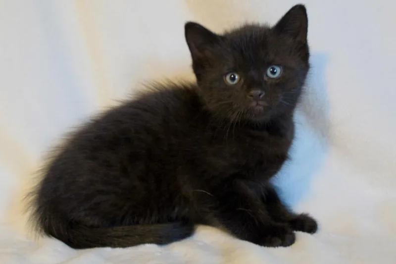 A baby small-sized male Domestic Short Hair cat named Biscotti for adoption in Fall River, MA