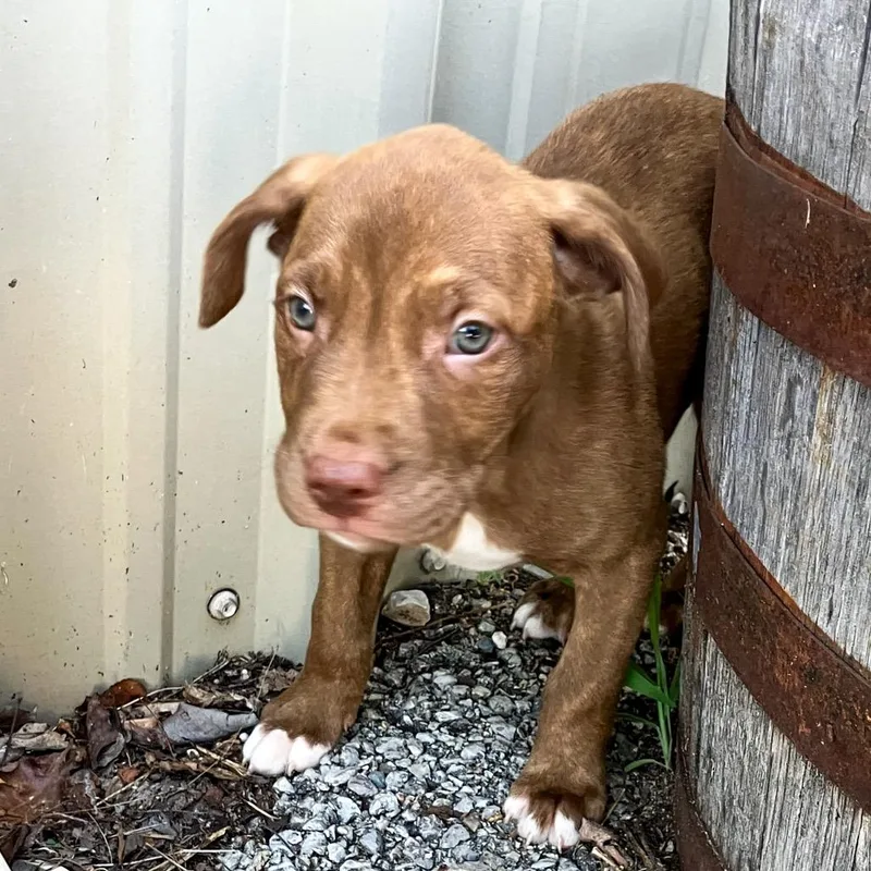 A baby small-sized male Brindle Mixed Breed dog named Cheeto for adoption in Branson, MO