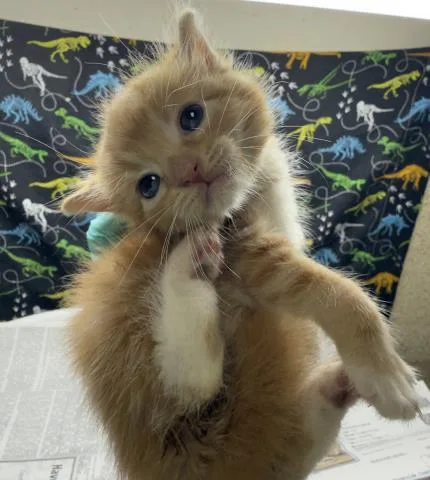 A baby small-sized female Domestic Short Hair cat named Butter for adoption in Riverside, CA