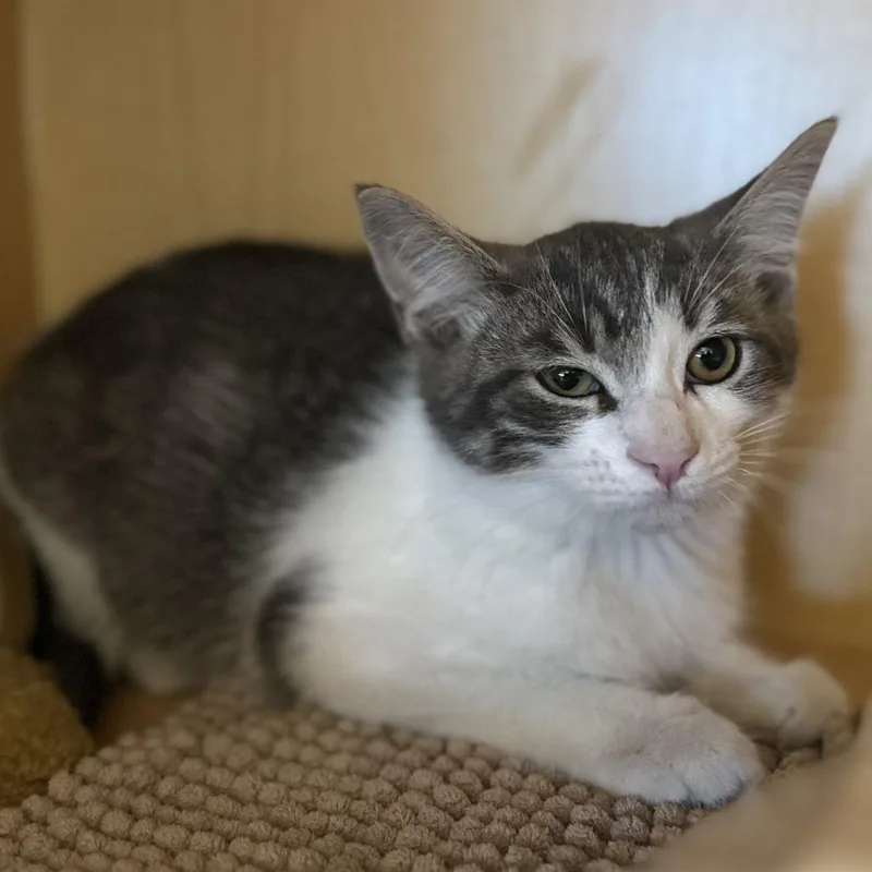 A baby medium-sized male Gray / Blue / Silver Domestic Short Hair cat named Jasper for adoption in Washington Township, OH