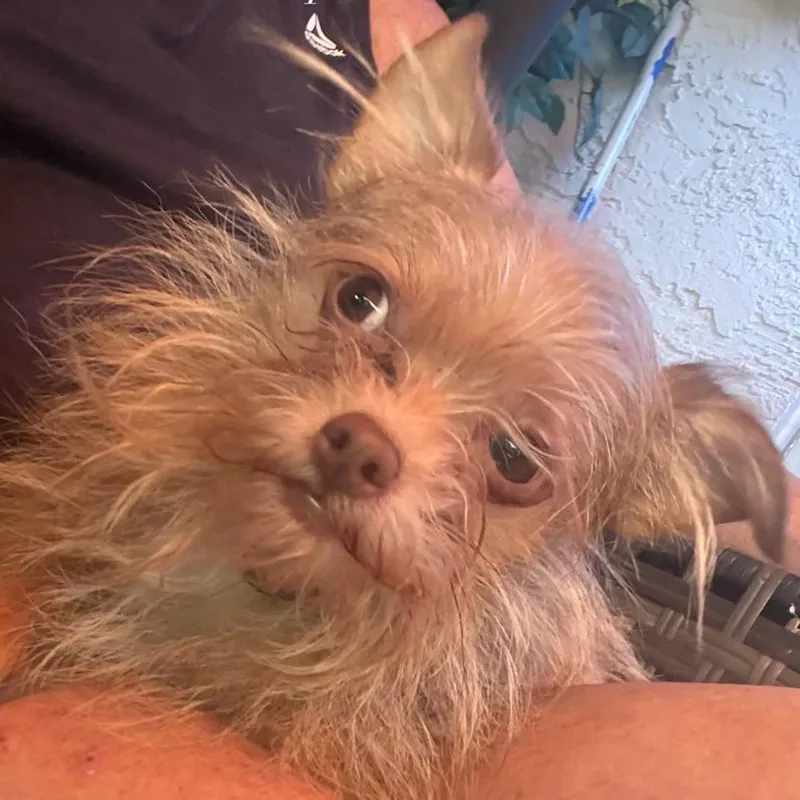An adult small-sized male White / Cream Terrier dog named Chewbaca "chew" for adoption in San Diego, CA