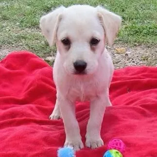 A baby medium-sized female White / Cream Labrador Retriever dog named Mina for adoption in Oceanside, NY