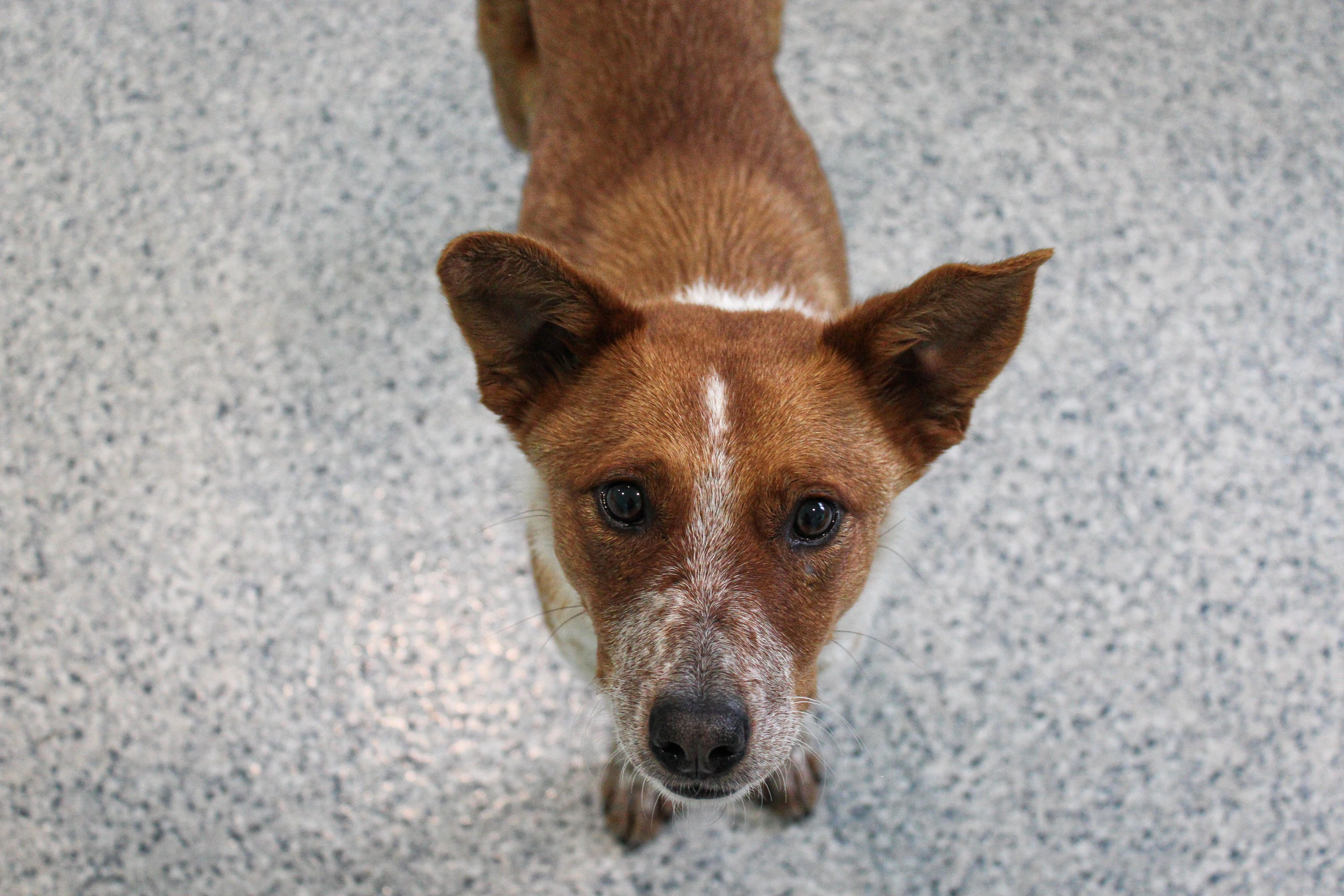 An adult medium-sized female Red / Chestnut / Orange Cattle Dog dog named Meli for adoption in Hutchinson, MN