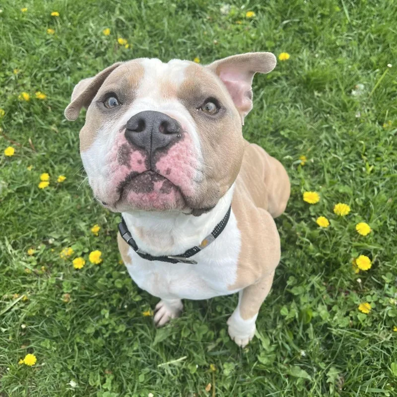 An adult medium-sized male Yellow / Tan / Blond / Fawn Staffordshire Bull Terrier dog named Bolo for adoption in Cedar Rapids, IA