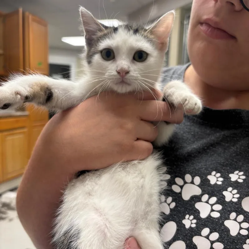 A baby small-sized female Brown / Chocolate Domestic Short Hair cat named Maeve for adoption in Evansville, IN