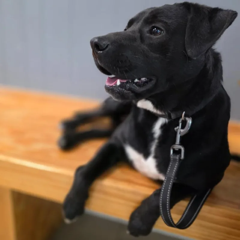 A young medium-sized male Black Labrador Retriever dog named Asher for adoption in Metamora, MI