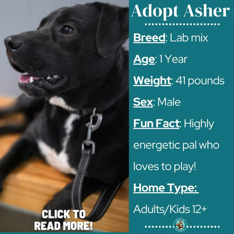 Asher thumbnail 6