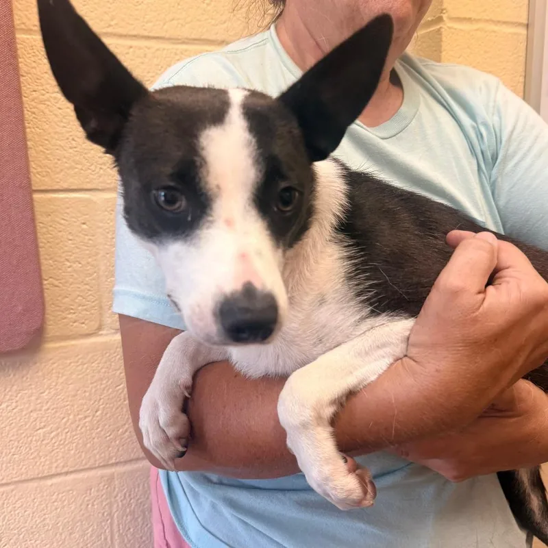 A young medium-sized female Black Mixed Breed dog named Angel for adoption in Corinth, MS