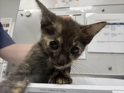 A baby small-sized female Domestic Short Hair cat named Casey for adoption in Sevierville, TN