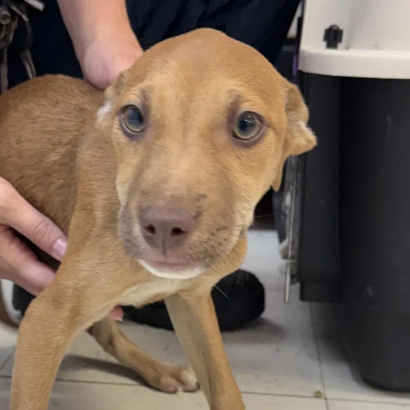 A baby medium-sized female Yellow / Tan / Blond / Fawn Labrador Retriever dog named Honey for adoption in Jacksonville, AR
