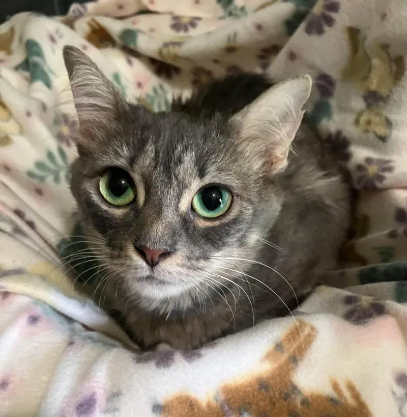 An adult medium-sized female Domestic Medium Hair cat named Jada for adoption in Calera, AL