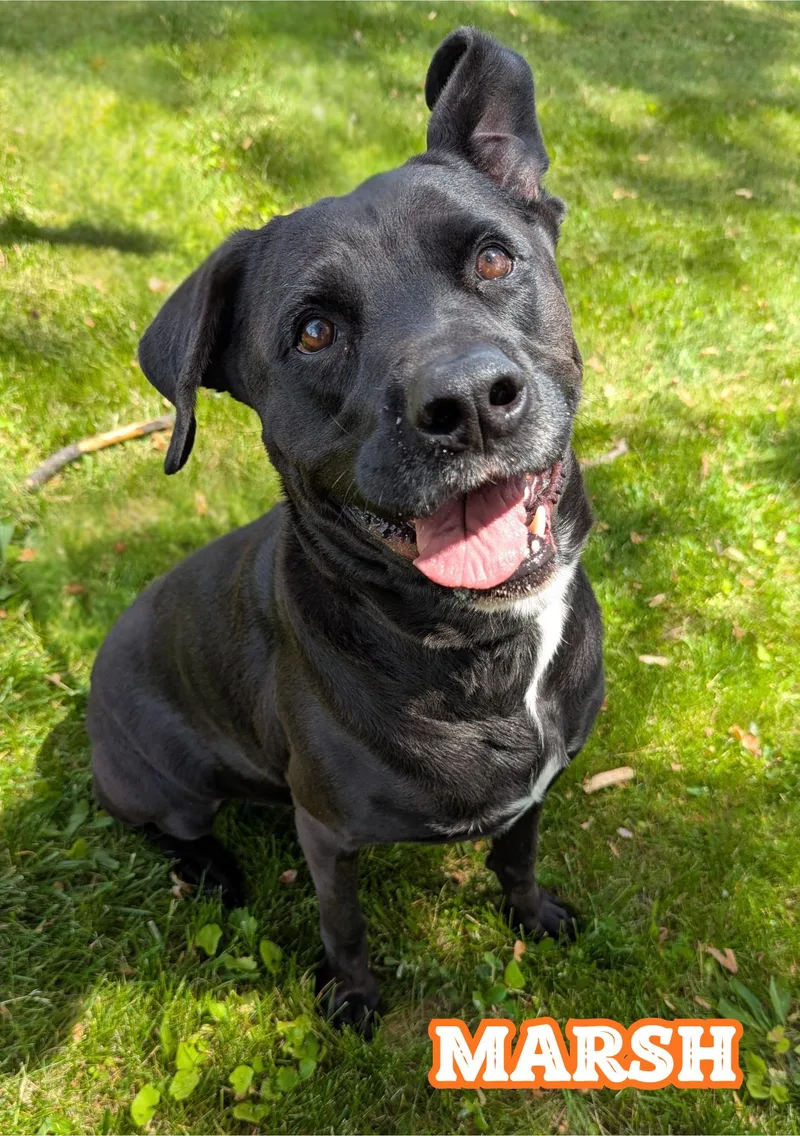 An adult large-sized male Black Rottweiler dog named Marsh for adoption in Valparaiso, IN
