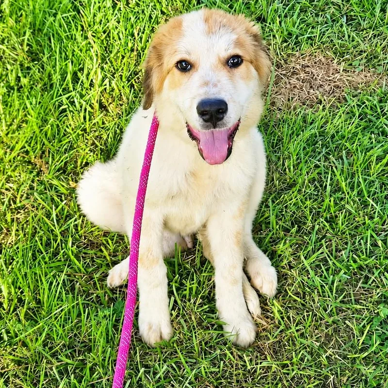 A young large-sized male Apricot / Beige Great Pyrenees dog named Graham for adoption in Tylertown, MS
