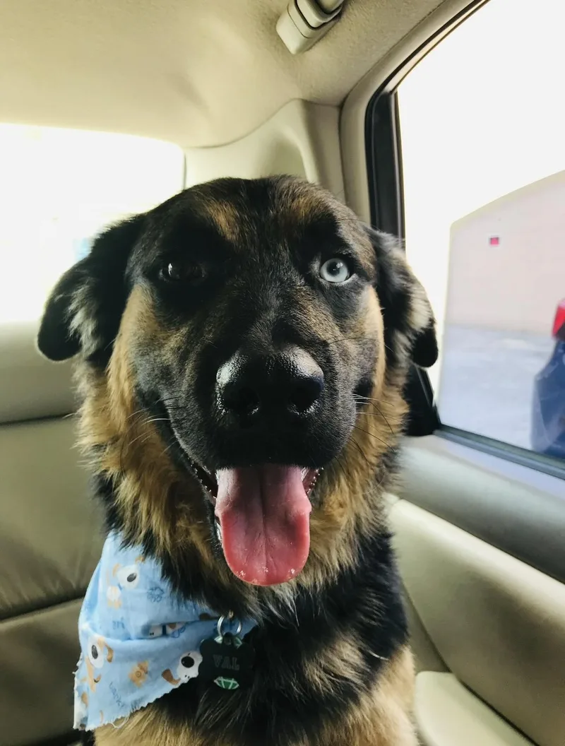 A senior large-sized male Black German Shepherd Dog named Vally for adoption in Humble, TX