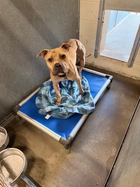 Tater Tot thumbnail 2