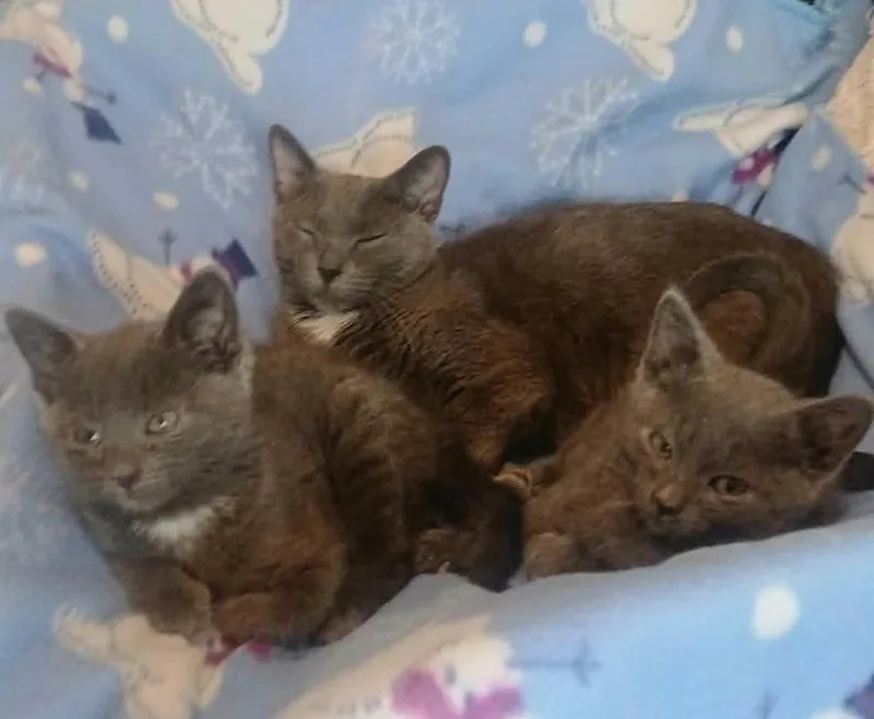 A baby small-sized male Domestic Short Hair cat named Nester for adoption in Chicago, IL