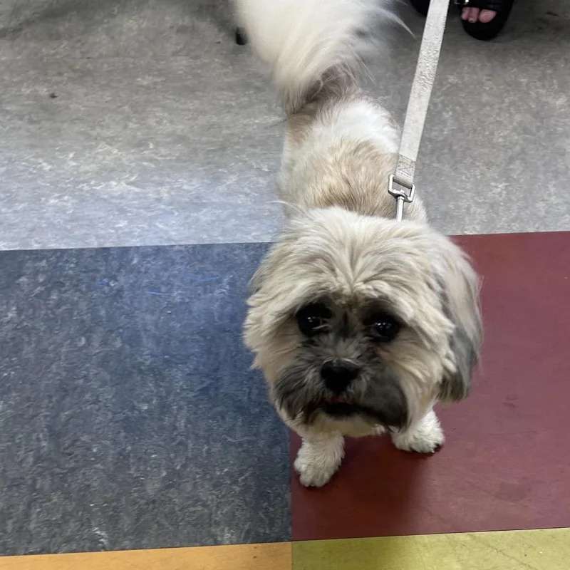 An adult small-sized male Yellow / Tan / Blond / Fawn Mixed Breed dog named Bruno for adoption in Philadelphia, PA