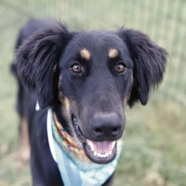 A young medium-sized male Shepherd dog named Bruno for adoption in San Antonio, TX