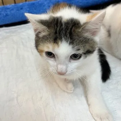 A baby small-sized female Domestic Short Hair cat named Mochi for adoption in Cincinnati, OH