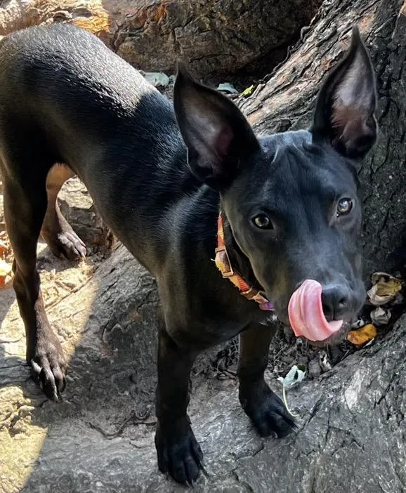 A baby small-sized male Black Terrier dog named Gizmo for adoption in Harrington, DE