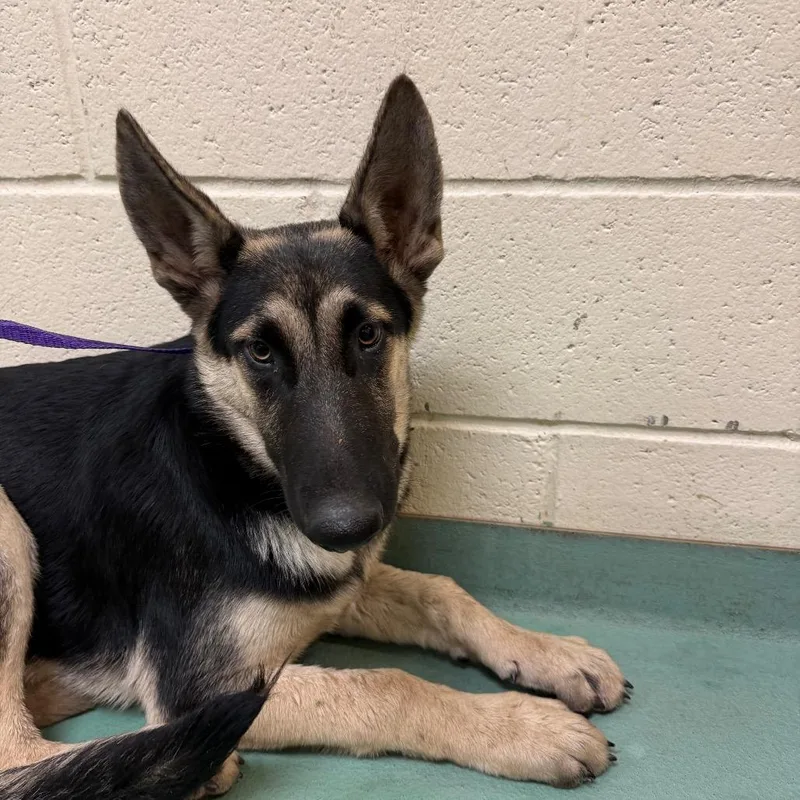 A young medium-sized male Black Mixed Breed dog named Hermes for adoption in Memphis, TN