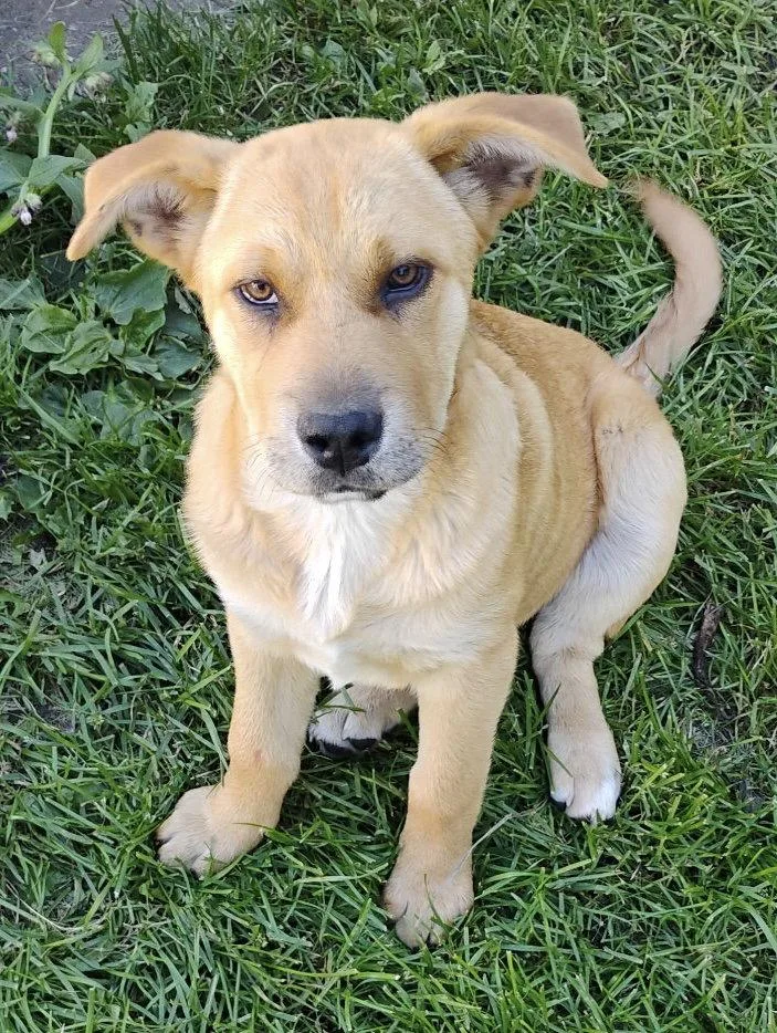 A baby medium-sized female Shepherd dog named Bling for adoption in Polson, MT
