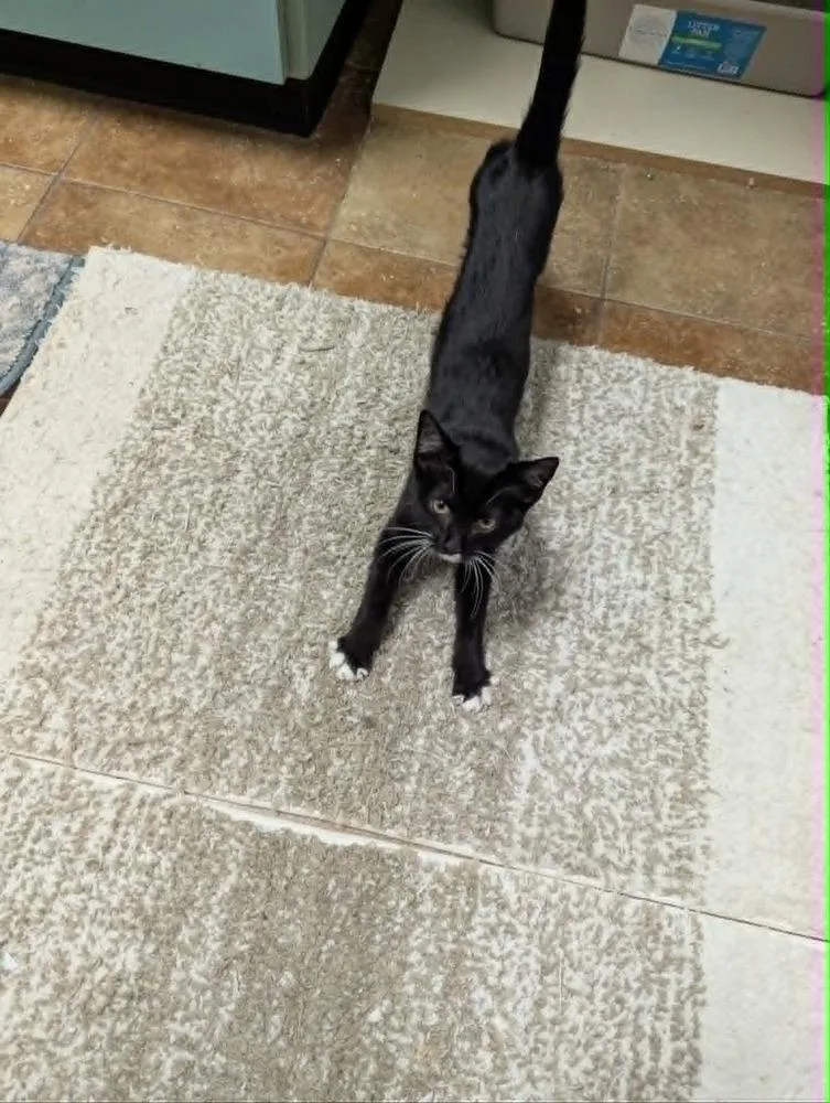 A baby medium-sized female Domestic Short Hair cat named Mittens for adoption in South Bend, IN