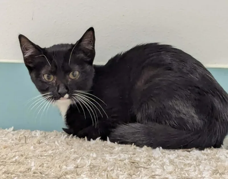 Mittens thumbnail 2
