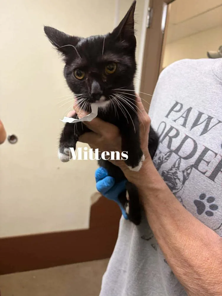 Mittens thumbnail 3