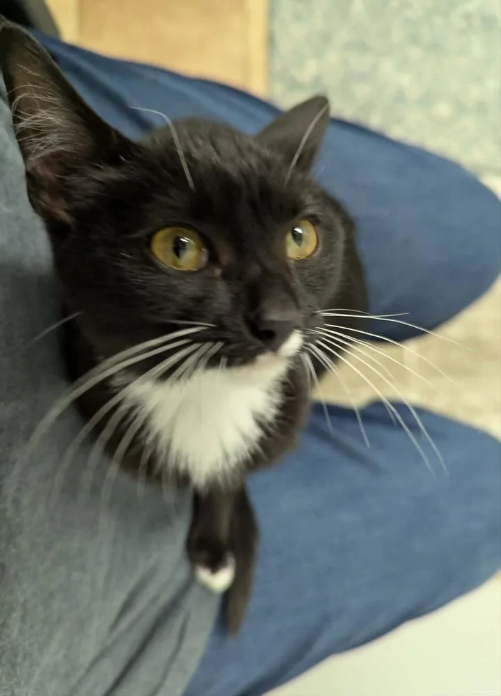 Mittens thumbnail 4