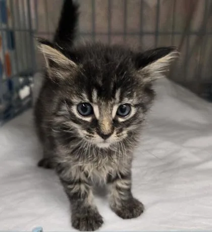 A young small-sized female Domestic Short Hair cat named Kat for adoption in Gainesville, FL