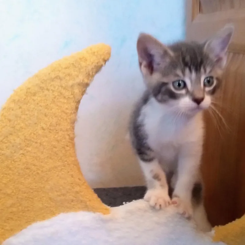 A baby small-sized female Brown / Chocolate Domestic Short Hair cat named Dove for adoption in Waukesha, WI