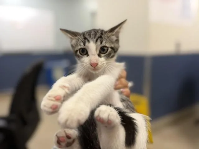 A baby small-sized male Domestic Short Hair cat named Rebel for adoption in Miami, FL