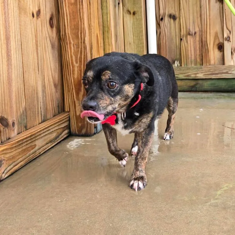 An adult small-sized male Black Mixed Breed dog named Willie for adoption in Freeport, FL