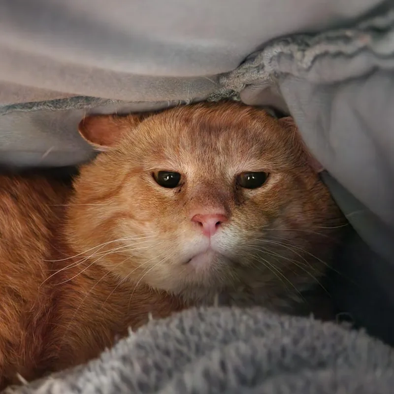 An adult large-sized male White Domestic Medium Hair cat named SpongeBob for adoption in Delaware, OH