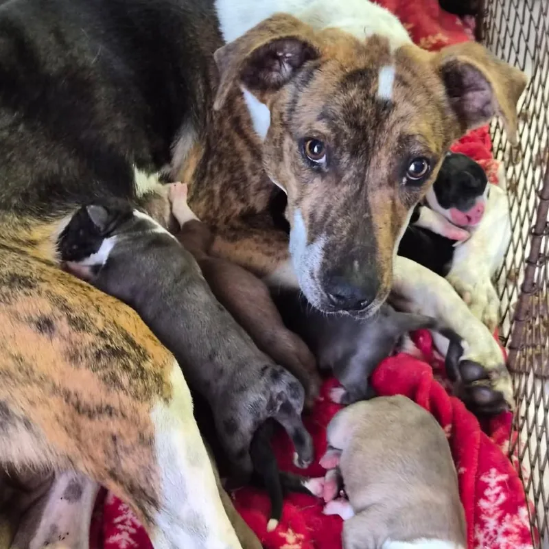 An adult medium-sized female Brown / Chocolate Cattle Dog dog named Mocha for adoption in Phoenix, AZ