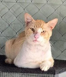 An adult medium-sized male Orange & White Domestic Short Hair cat named Chevy .. for adoption in Apopka, FL