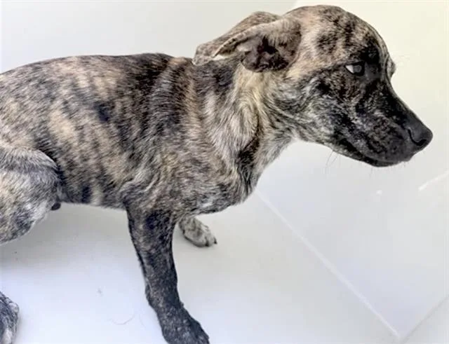 A baby small-sized male Plott Hound dog named A for adoption in Houston, TX