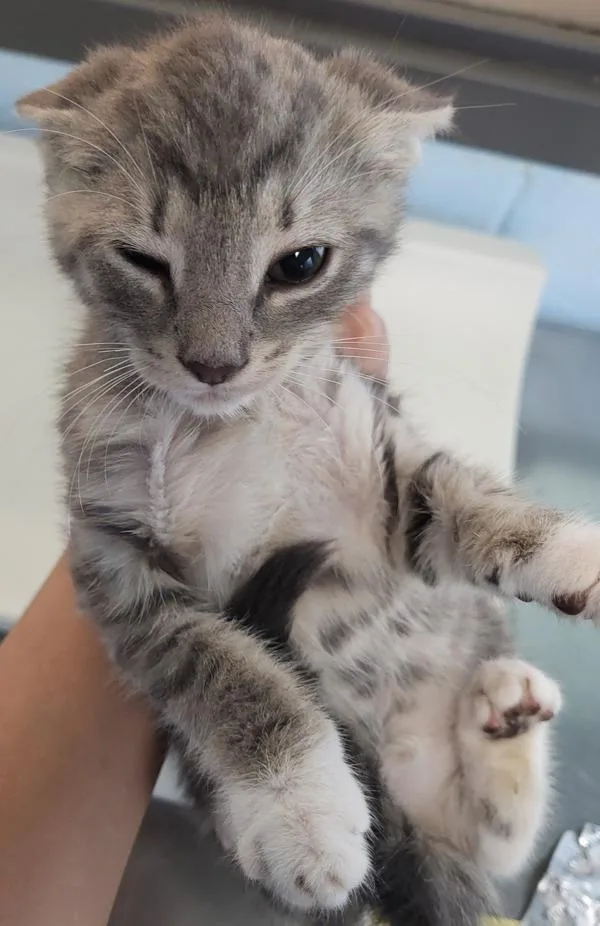 A baby small-sized male Domestic Medium Hair cat named Fb d for adoption in Lawrenceville, GA