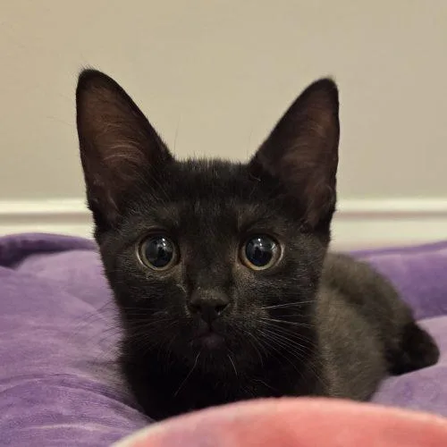 A baby small-sized female Bombay cat named Ghost for adoption in Knoxville, TN