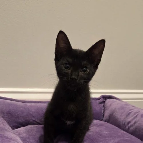 Ghost thumbnail 3