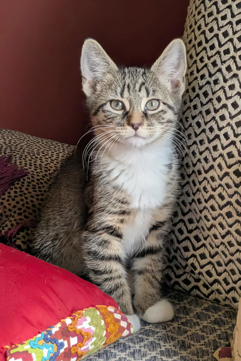 A baby medium-sized male Domestic Short Hair cat named Jaq for adoption in Whitehall, PA